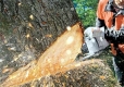 40-годишен от Пазарджик ПОЧИНА след като беше ЗАТИСНАТ от отсечено дърво